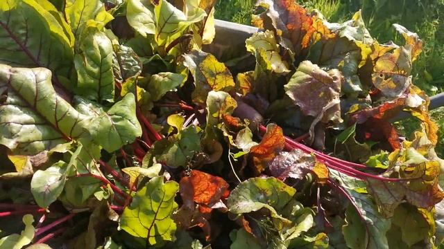 Мой отпуск на даче. Август. Часть 2?? смотреть онлайн