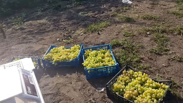 Продажа винограда оптом, как мы это делаем. смотреть онлайн