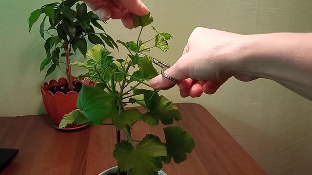 Формирую герань (пеларгонию) на штамбе смотреть онлайн