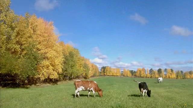 Коми песня 
