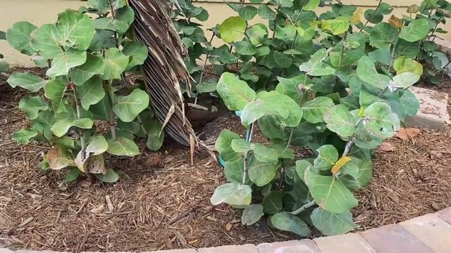 Отпуск в Майями, Флорида, США: Аллигаторы, Ки Вест. Жизнь в Америке Vlog #69 смотреть онлайн