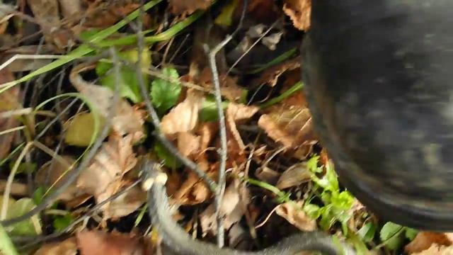 Берцы и уж | Army boots and grass snake смотреть онлайн