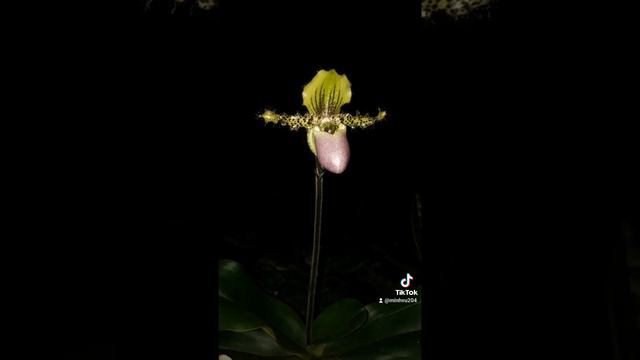Paphiopedilum Victoria- Regina