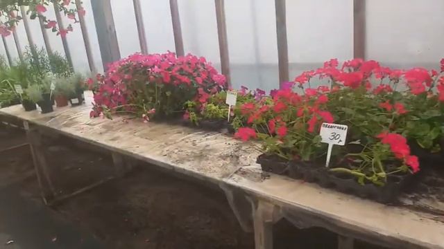 Где купить саженцы в Питере! Удачная покупка рассады! Посадки на даче! смотреть онлайн