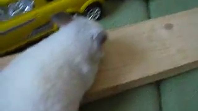 белый шиншилла-мальчик смотреть онлайн