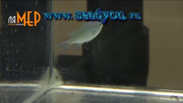 Sea4you: Chromis caerulea - Хромис зелёный смотреть онлайн