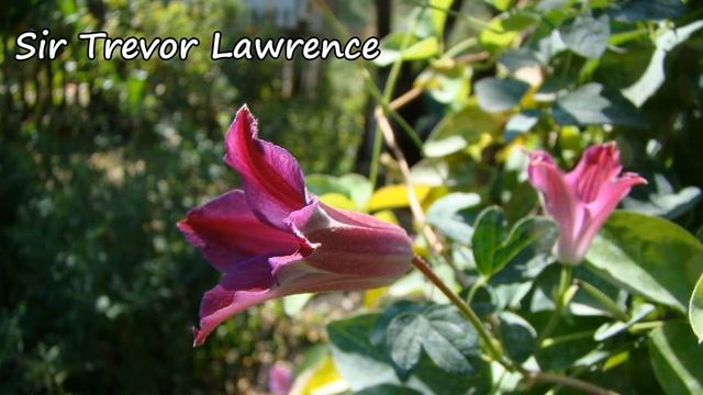 Клематисы для букетов? смотреть онлайн