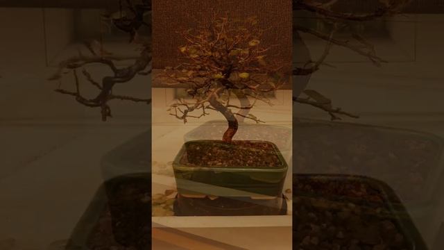 carpinus turczaninovii смотреть онлайн