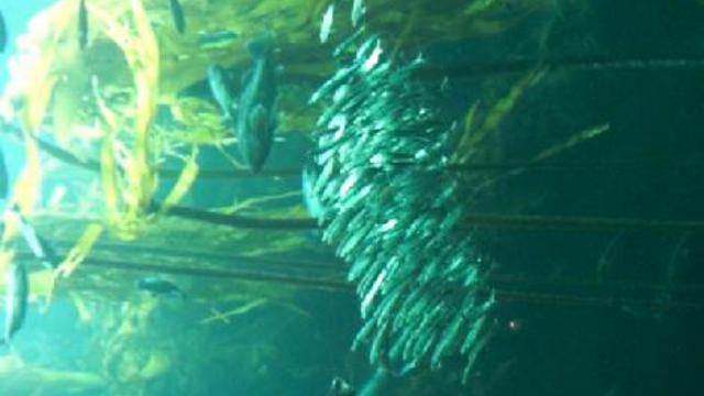 монтерей. аквариум 011 смотреть онлайн