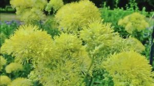 Неприхотливые долгоцветущие многолетники садовые. Часть2