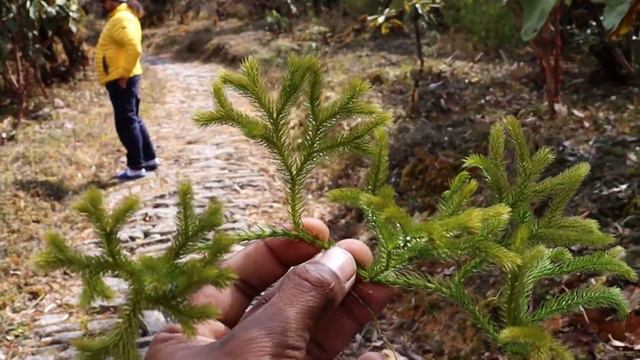 Ep:3 Barsey Rhododendron Sanctuary Trek | West Sikkim ride 2023 | OKHREY - HILLEY | @RoadwayRiding смотреть онлайн