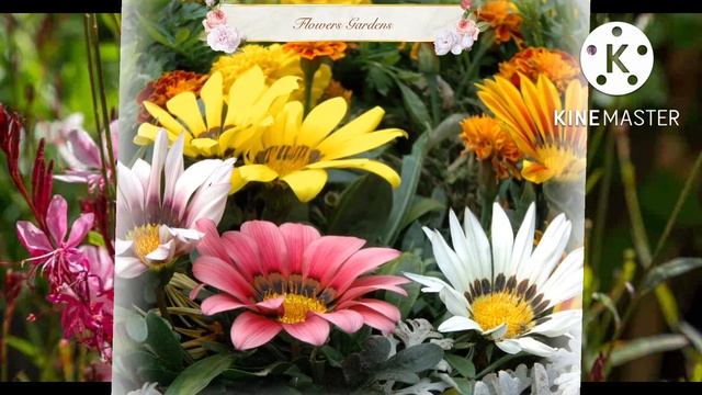 Beautiful Types Of Flower ,Plants, Flowers Trees From (USA) With Awesome Names |||Flowers Gardens