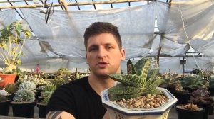 Лучшие суккуленты для начинающих