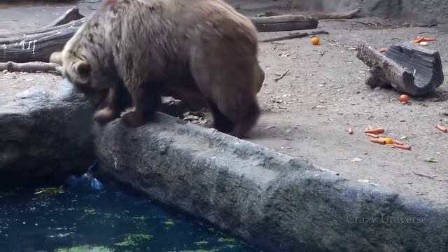 Животные спасают друг друга!!! Реальное спасение снятое на камеру!!!