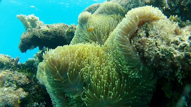 Yellow Anemone смотреть онлайн