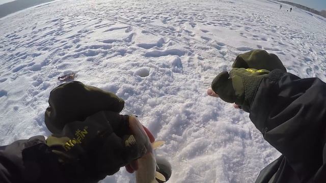 5 видов РЫБЫ за рыбалку!.. Ловля на мормышку Чёртик. Рыбалка в палатке [Sibiryak007]