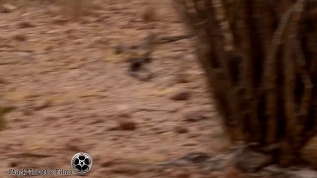1x Honda Vs. 4x Kawasaki 2014 San Felipe 250