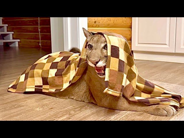 Пума Месси обожает странные игры с Сашей! Чем развлечь ребёнка, когда игрушки надоели смотреть онлайн