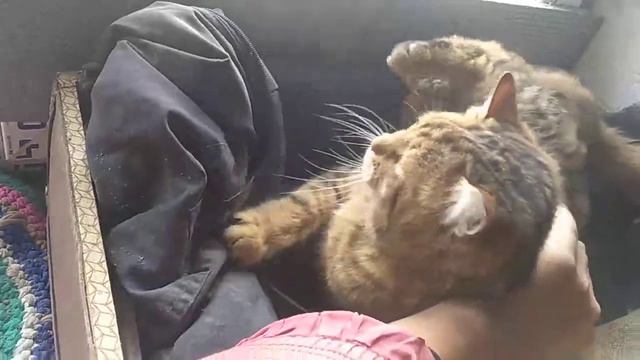 Кот МАРСианин. надоело валяться смотреть онлайн