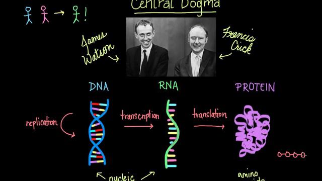 Central dogma of molecular biology - Chemical processes - MCAT смотреть онлайн