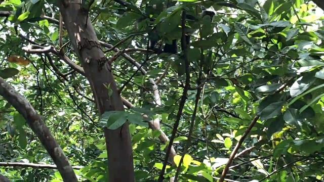 Zanzibar Red Colobus Monkeys смотреть онлайн