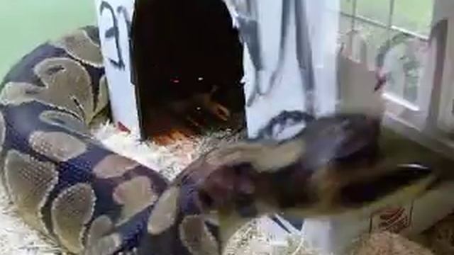 Ball Python- Post Shed!! (Part 1) смотреть онлайн