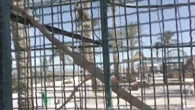 Звери в Aladdin Beach Resort 4*, Хургада, Египет. Забавные животные в Египте. Зоопарк в отеле. смотреть онлайн
