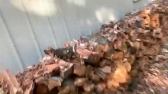 Sorting Scotty’s firewood rounds смотреть онлайн
