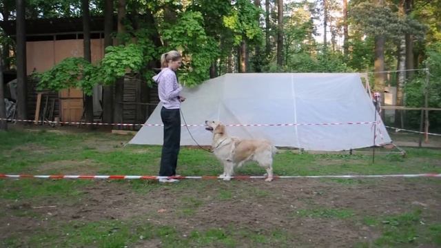 Свободная стойка голден ретривера.avi смотреть онлайн