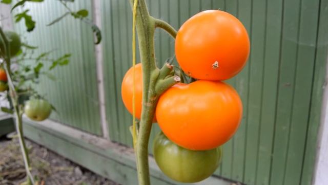Сорт - "БИГ ОРАНЖ". Томаты от Фёдора. смотреть онлайн