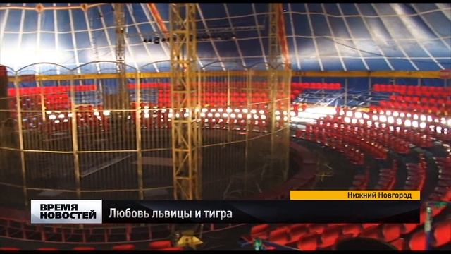 Любовь львицы и тигра смотреть онлайн