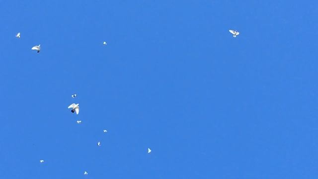 Сквозняки в голубятне вызывают ринит у голубей. Ринит и как с ним бороться. смотреть онлайн