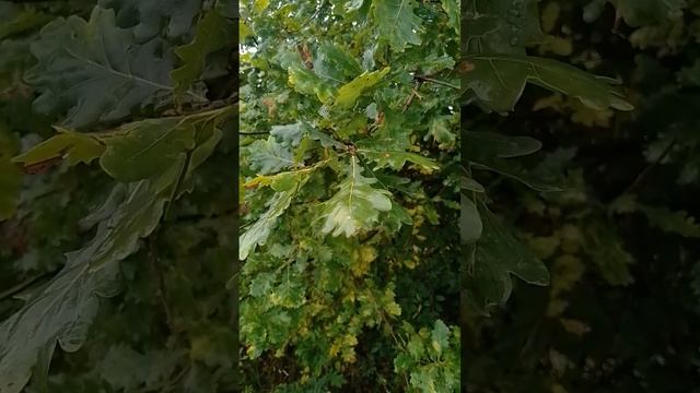 #shortsvideo листья дуба от паноса смотреть онлайн