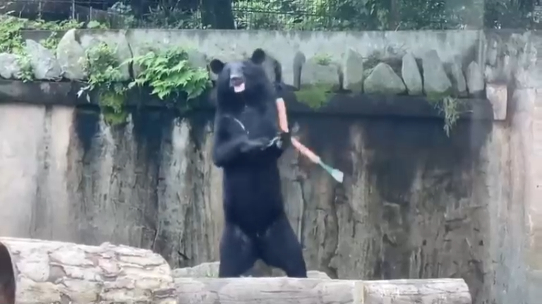 Кунг-фу мишка смотреть онлайн