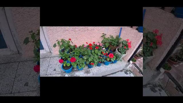 How to collect seeds from geranium flowers смотреть онлайн