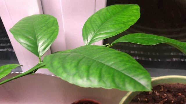 Лимон Мейера. Что бывает за полтора месяца. смотреть онлайн