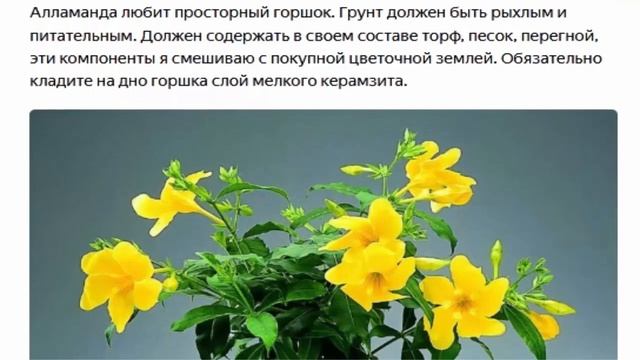 Алламанда одно из красивейших тропических растений смотреть онлайн