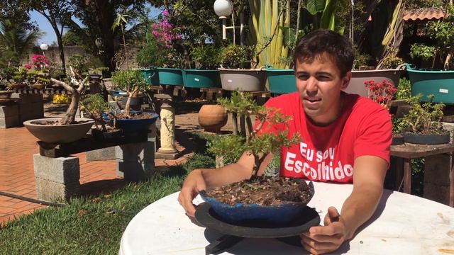 BONSAI de PLANTA ERICA - Bonsai de Serissa - Planta Ornamental -A16 смотреть онлайн