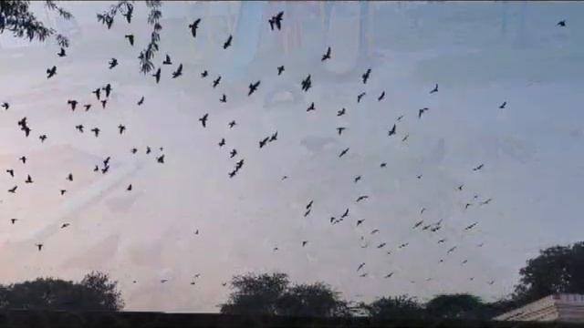 Прощайте Голуби Алёна Росс 2022г смотреть онлайн