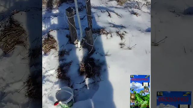園林漆 - 冬季保護。Садовая краска - зимняя защита саженцев. Garden paint - winter protection. смотреть онлайн