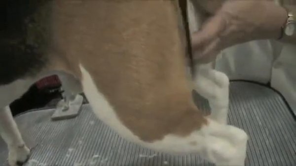 Груминг бигля