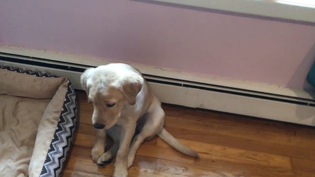 #56.Лабрадор в 4 месяца выполняет команды.История нашего кота британский выслоухий смотреть онлайн