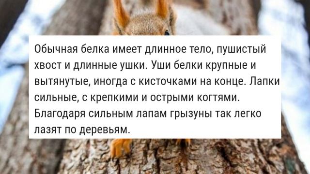 ??Лесные звери?? Белка. Кратко и ясно | World of Animals смотреть онлайн