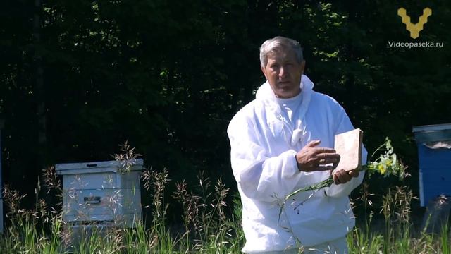 Анонс — Болезни пчёл смотреть онлайн