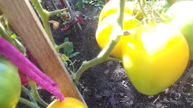 ТОМАТ ЗОЛОТЫЕ КУПОЛА. Видеообзор летний. Ольга Чернова. смотреть онлайн