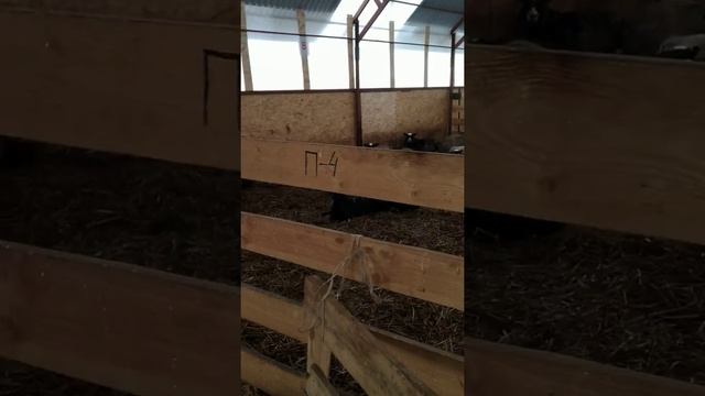 Романовские овцы. Новая овчарня. смотреть онлайн
