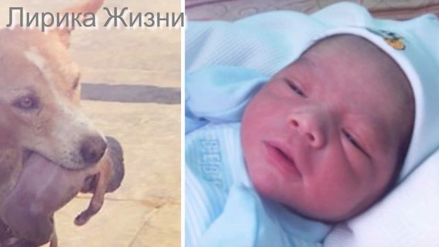 Бездомная собака нашла Ребёнка на Свалке смотреть онлайн