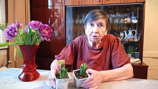 Как ухаживать за гиацинтом в домашних условиях смотреть онлайн