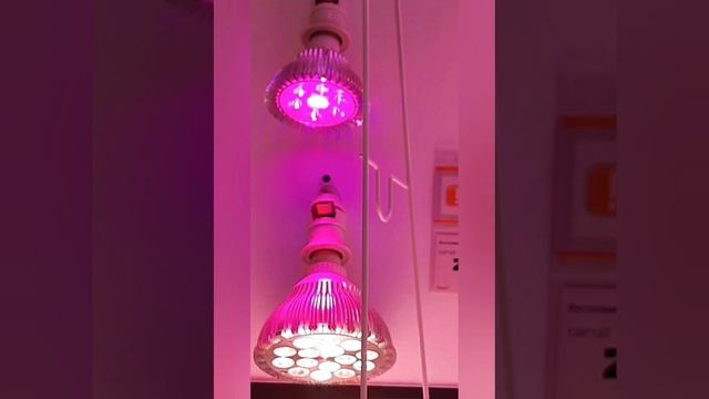 Настроение баклажанно-перцанутое. Рассуждаю о вытягивании рассады. Часть 1 смотреть онлайн