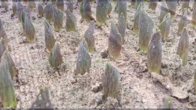 Производство тюльпанов в Беларуси. Видео из наших теплиц смотреть онлайн